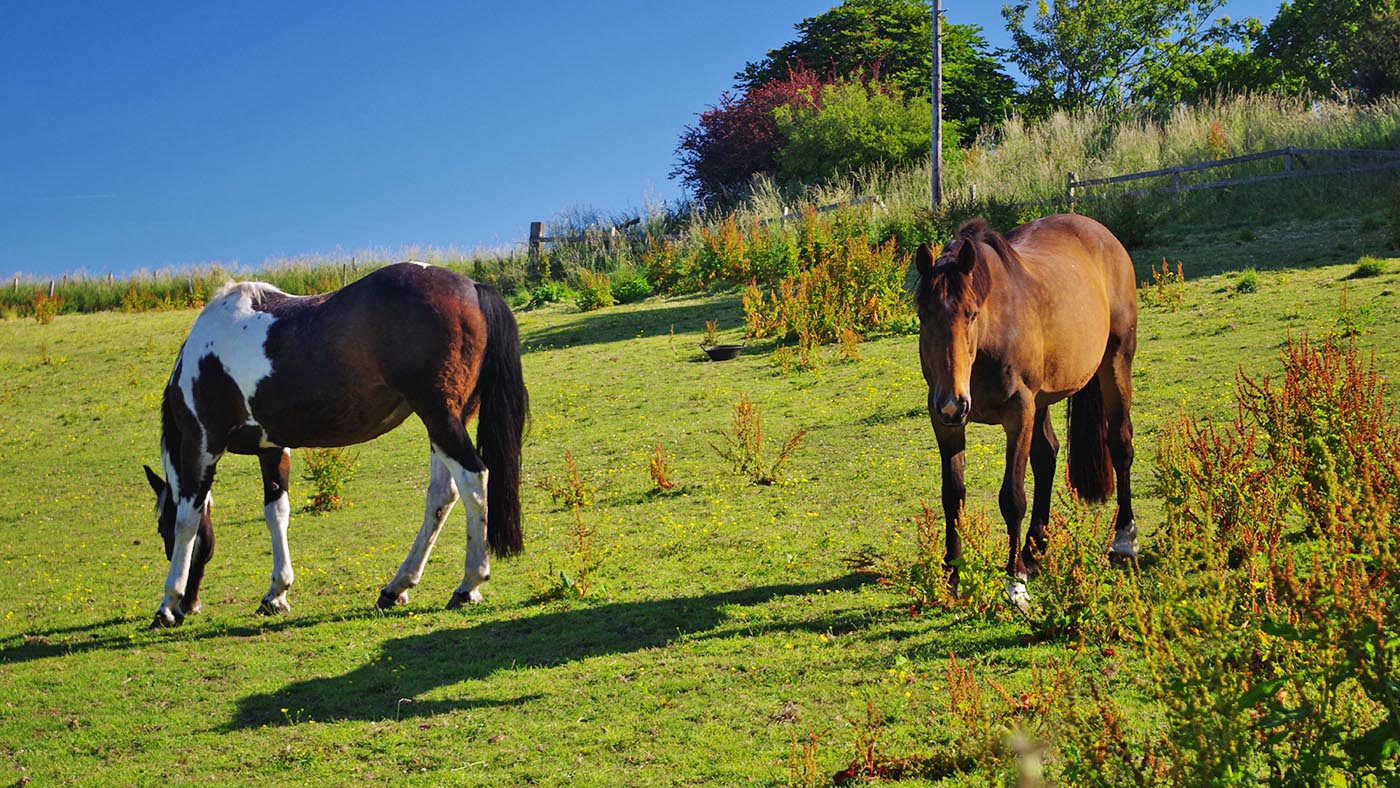 RR8A90 Pair of Horses Grazing in a Paddock on a Sunny Summers Day. Boarhills, Fife, Scotland, UK.