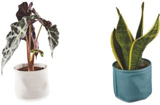 Aldi tropical range indoor plants
