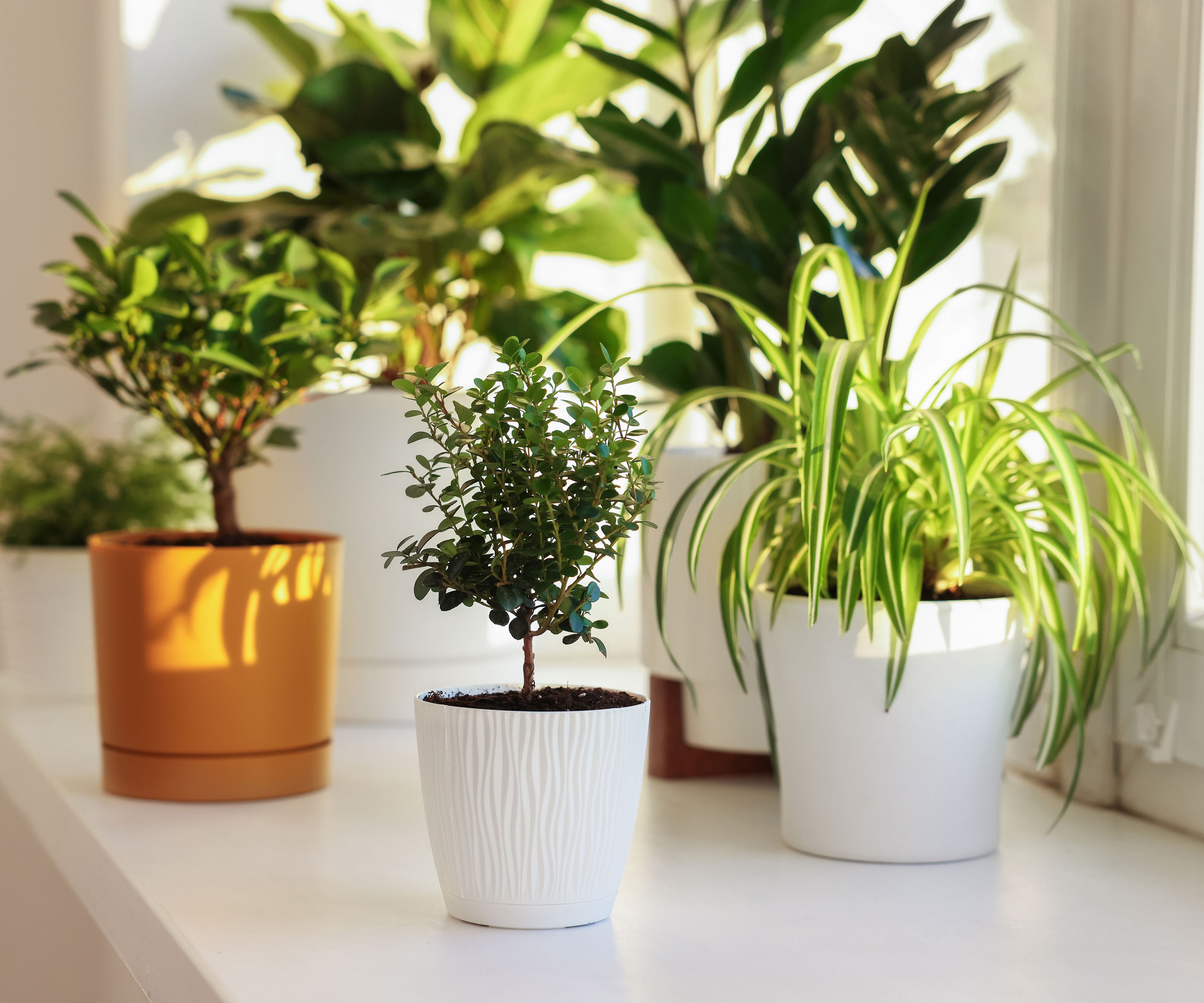 ZZ plant and other houseplants on sunny windowsill