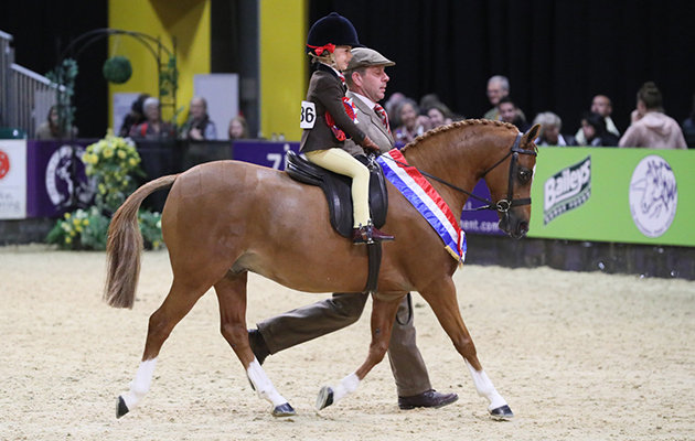 HOYS PR images 2017