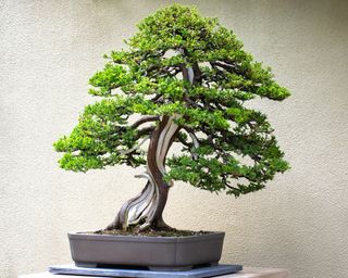 Juniper bonsai tree against off-white wall