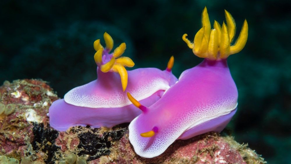 Pink nudibranch
