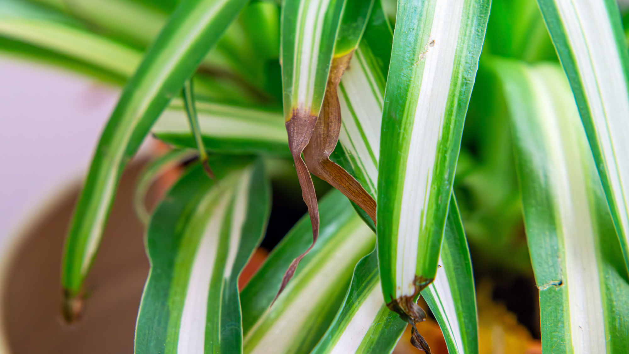 dried brown leaf tips of a spider plant indicating poor care of houseplants.