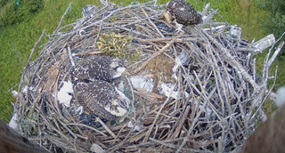 Ospreys in their nest