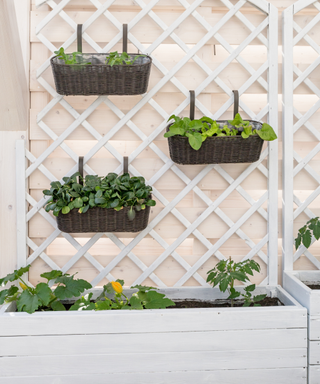 Vegetables and salad in decorative vertical garden and raised bed