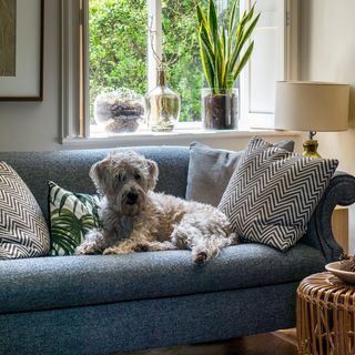 dog with blue sofa and potted plant
