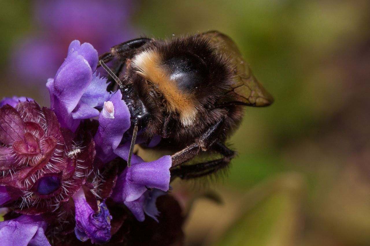 a bee on a self heal flower