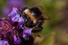 a bee on a self heal flower