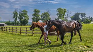 Lady leading two rescue horses