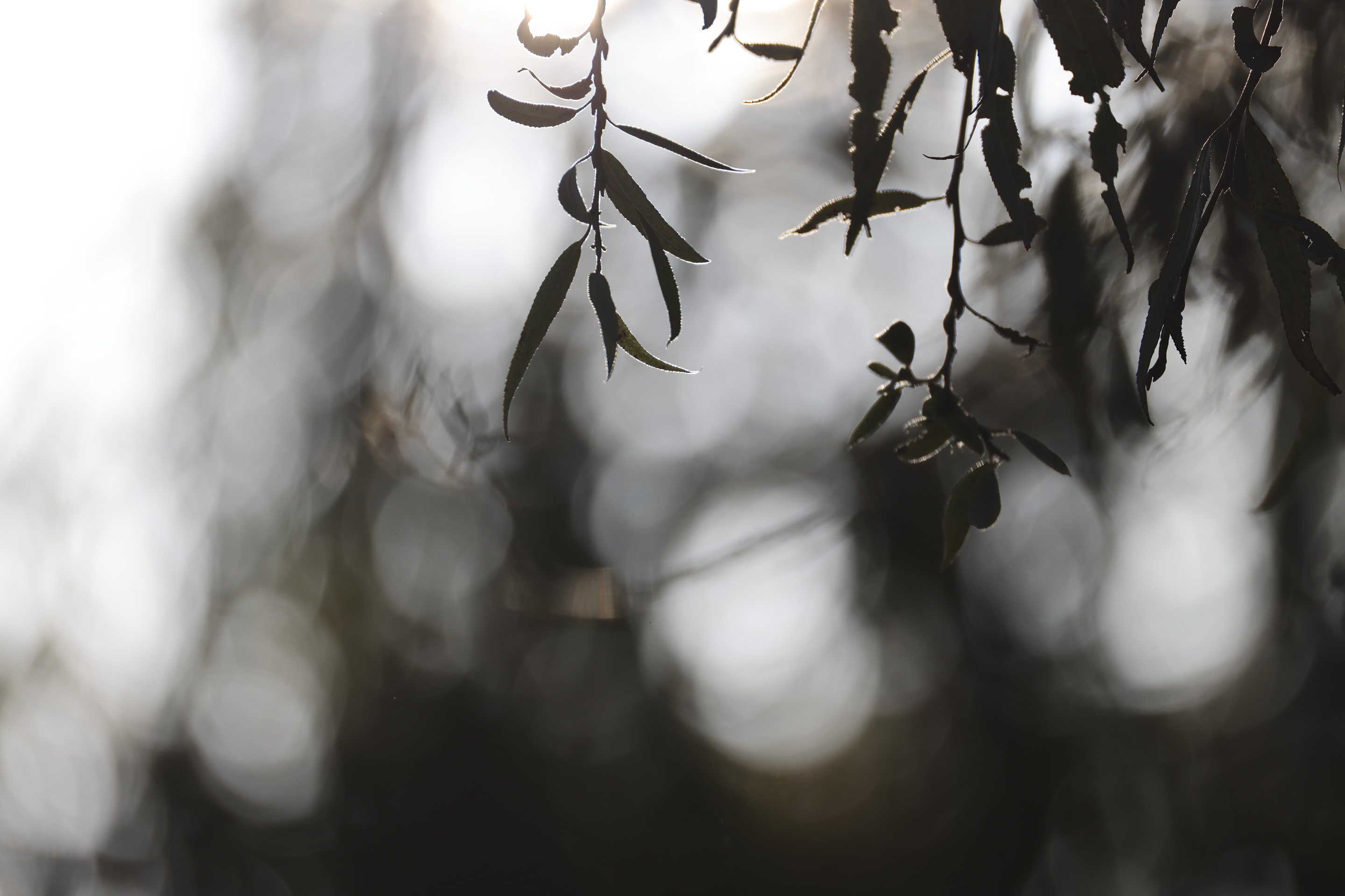 Backlit tree leaves and shallow depth of field and bokeh, taken with the Canon RF 200-800mm F6.3-9 lens at its telephoto setting