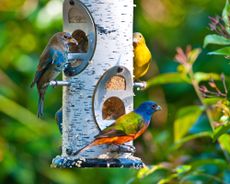 Colorful buntings feeding at garden bird feeder