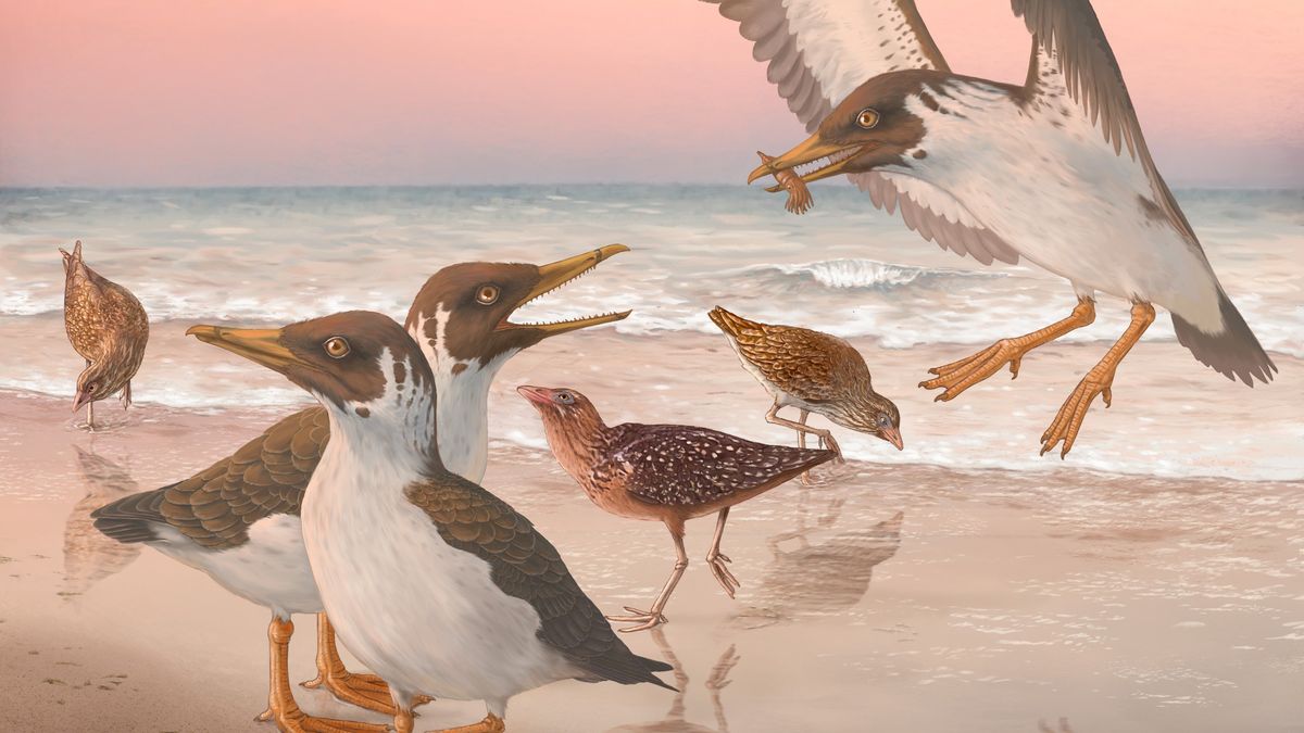 Oddly modern skull raises new questions about the early evolution of birds