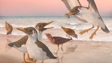An artist's interpretation of the late-Cretaceous world of Janavis, an early bird relative. This toothed bird lived in a habitat similar to today's Bahamas and likely hunted fish and squid-like creatures.