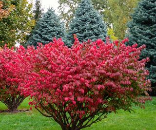 The red foliage of two spindle trees in a green garden with conifers behind