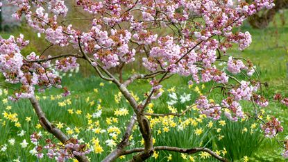 best trees for small gardens – Japanese flowering ornamental cherry