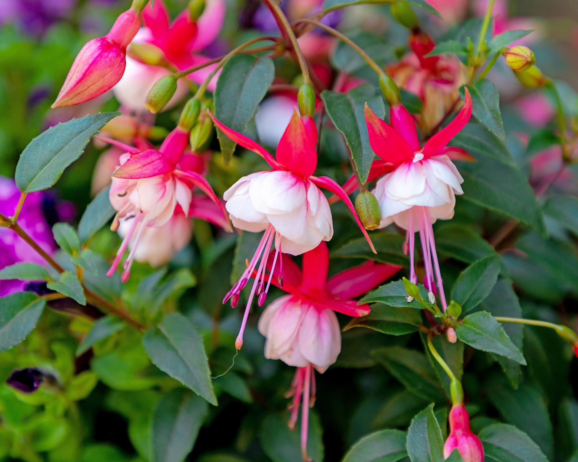 Fuchsia magellanica, with red and pink flowers in the garden