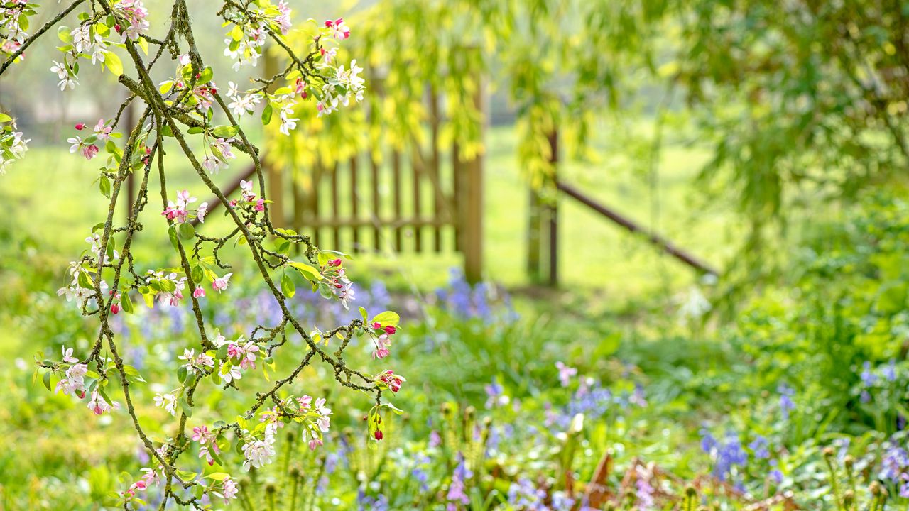 what to plant in March in a spring garden