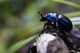 A dung beetle perches on a stick.