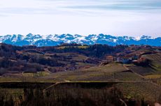 Piedmont White Wines Roero