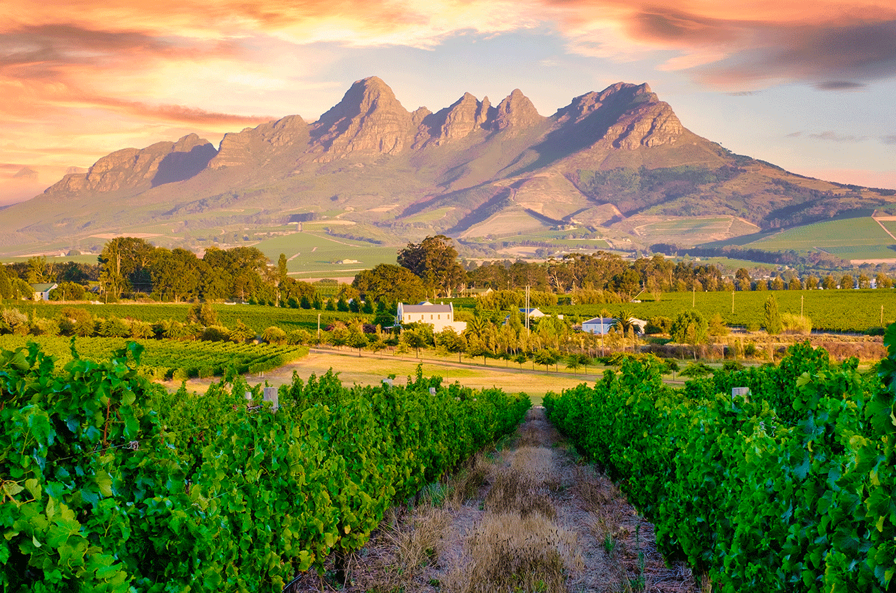 Vineyard landscape at sunset with mountains in Stellenbosch, near Cape Town, South Africa
