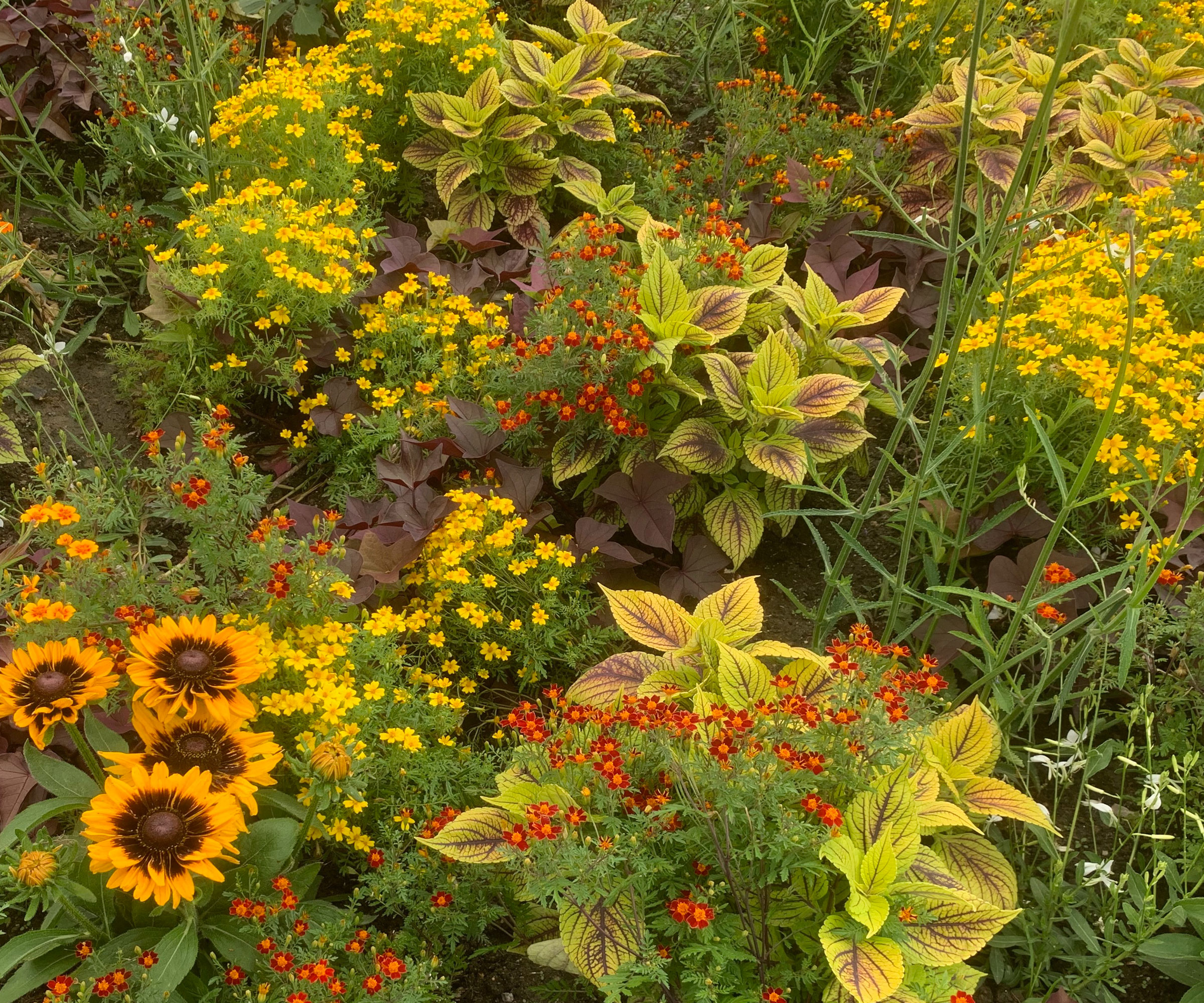 gold and chartreuse plants and flowers in garden border