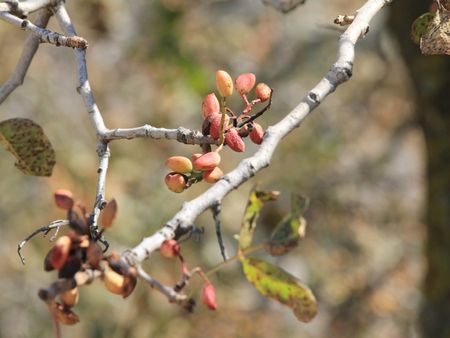 Pistachio nuts growing on a tree