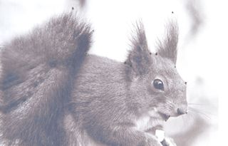 image of a squirrel