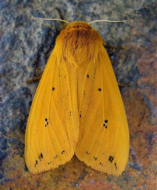Adult Isabella Tiger Moth, Pyrrharctia isabella.