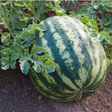 Watermelon Growing on Vine