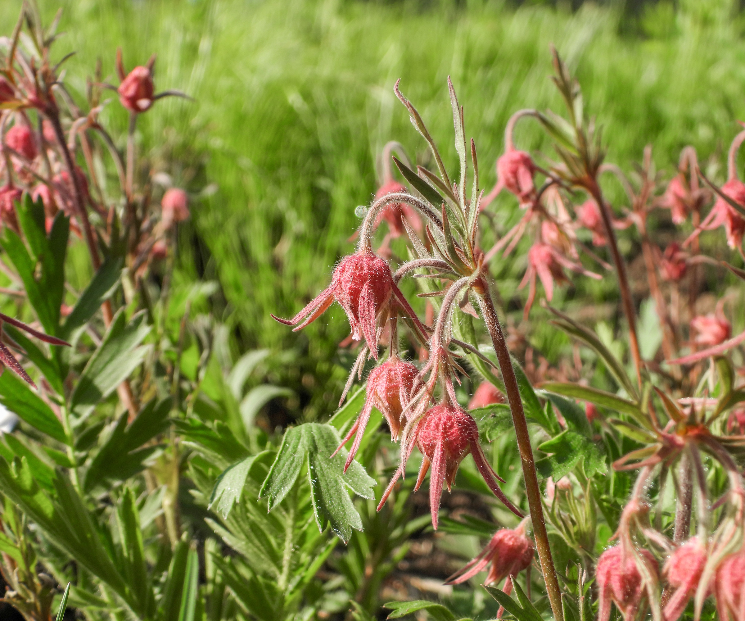 Red Geum triflorum