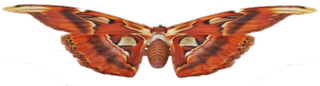 Atlas Moth Google Search 3D model