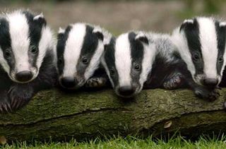 Glamping Mill Farm Wiltshire badger watching