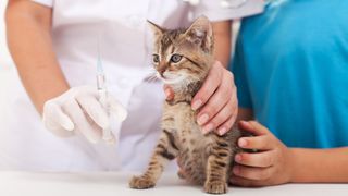 Cat and kitten vaccinations