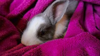 bunny hidden in pink blanket