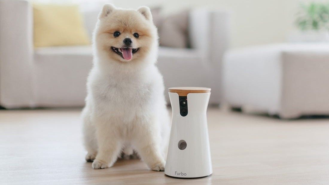 The best pet cameras smart cameras to keep an eye on your furry