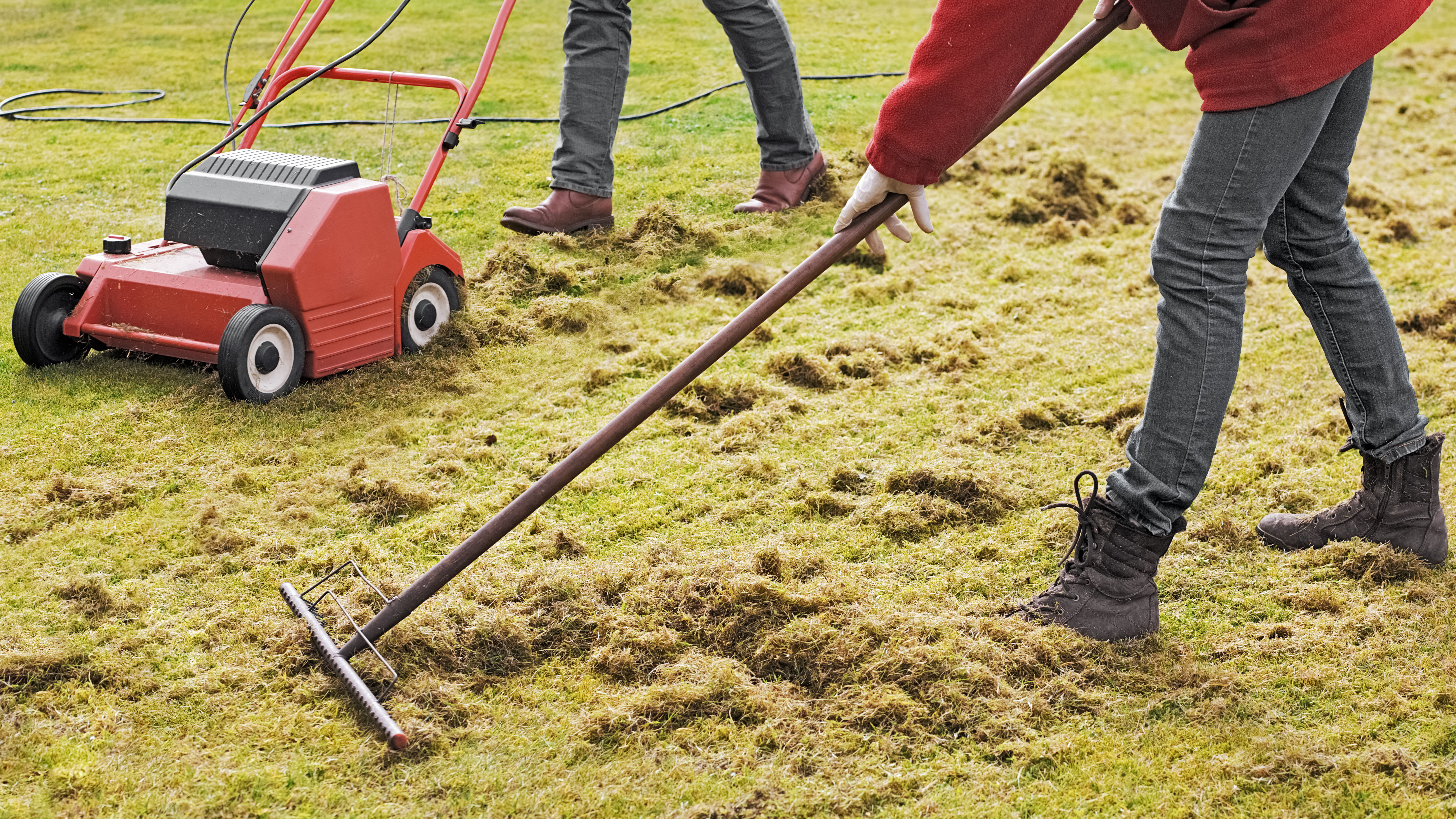 Someone uses an electric scarifier on a lawn while another collects the loose thatch with a rake