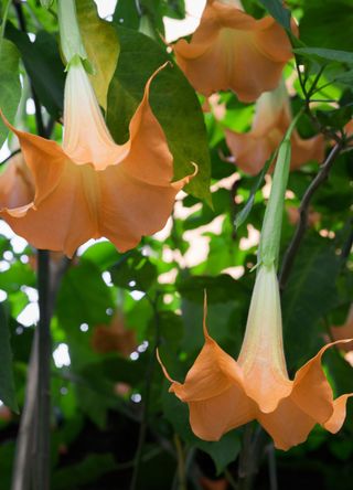 Hatton, Sri Lanka for the deadly but beautiful angel's trumpet