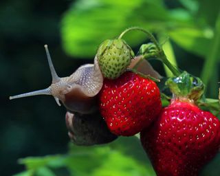 strawberry with snail