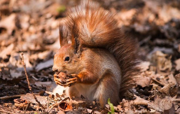 Brownsea Island in Dorset is the perfect place to go red squirrel-spotting at this time of year