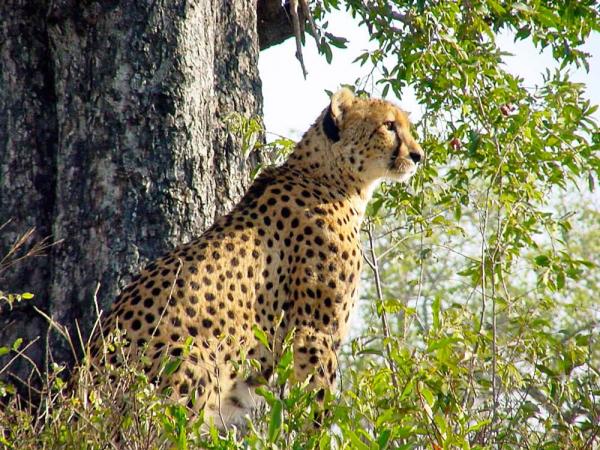 kruger-park-13-02