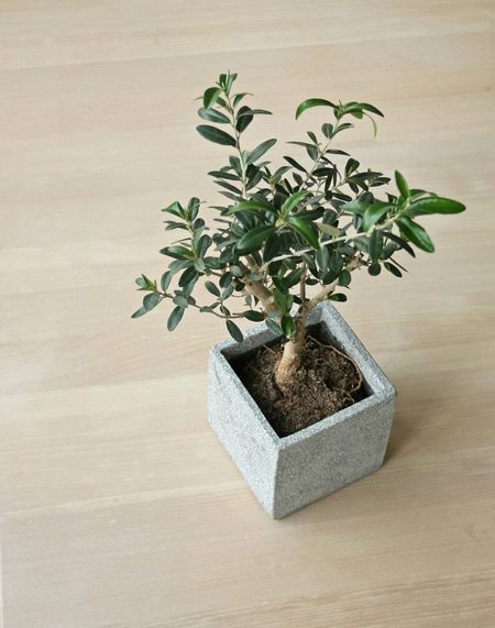 olive houseplant