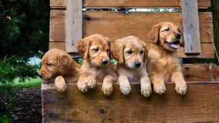 Four labrador puppies