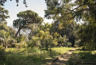The Botanical Garden of Palermo