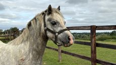 Heyday, pictured, is one of the five &lsquo;Dover 26&lsquo; horses available for rehoming.