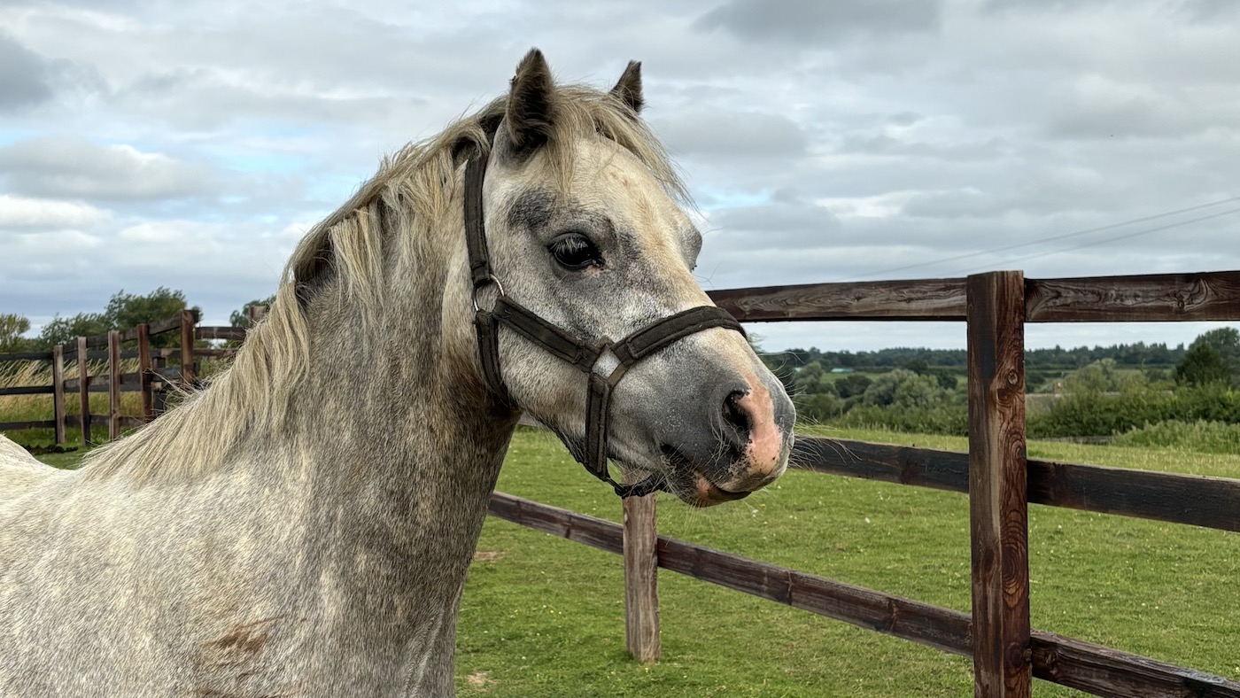 Heyday, pictured, is one of the five &amp;lsquo;Dover 26&amp;lsquo; horses available for rehoming.