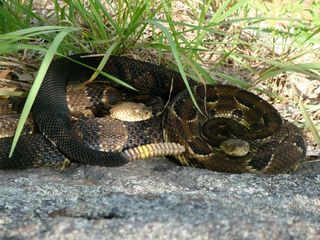 Pregnant female timber rattlesnakes cluster together at birthing rookeries in New York state.