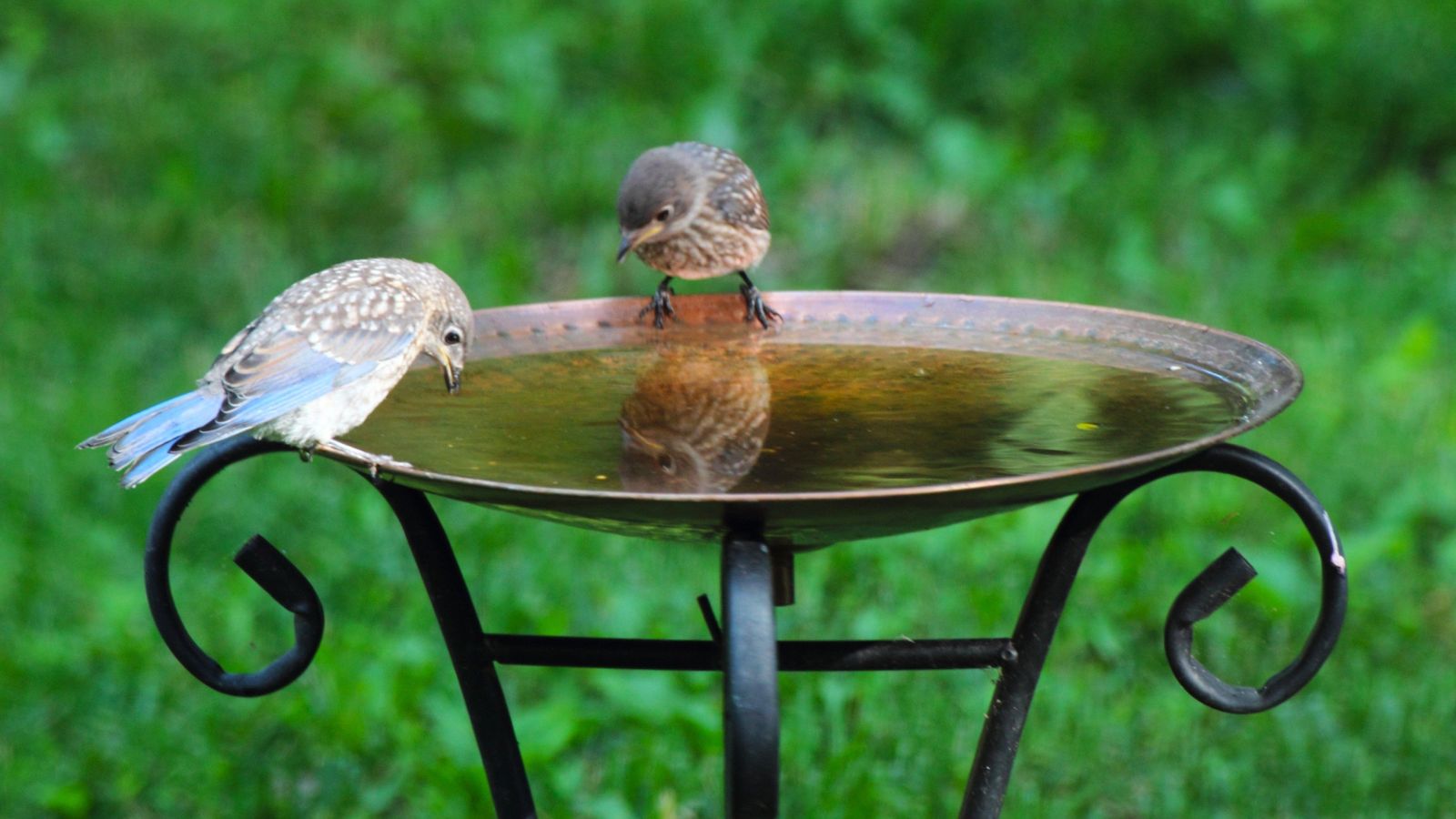 Copper bird bath with two birds drinking
