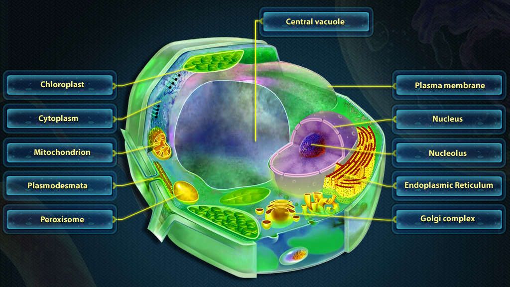 Illustration of cell structures