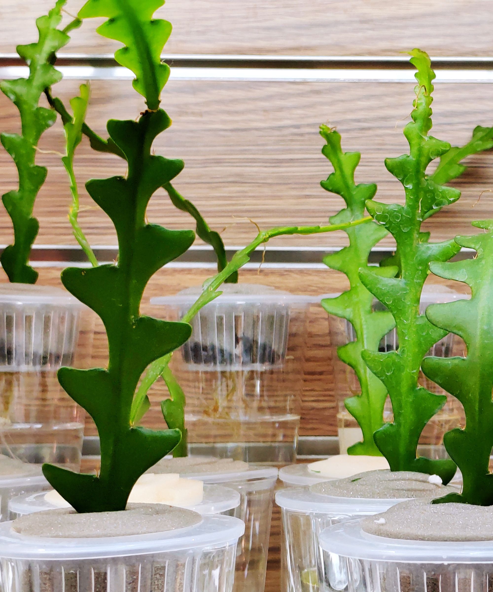 Fishbone cacti in clear ribbed plastic pots