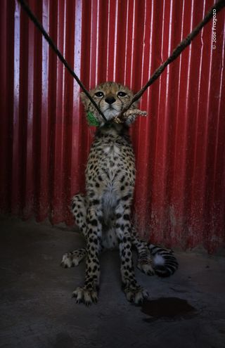 A cheetah with a rope around his neck